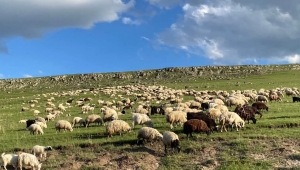 Koyun Sürüsü Yeşilin Kalbinde Kars Yaylalarında Doğayla İç İçe Üretimin Sessiz Tanıkları 