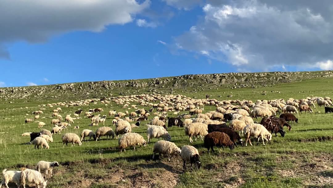Koyun Sürüsü Yeşilin Kalbinde Kars Yaylalarında Doğayla İç İçe Üretimin Sessiz Tanıkları 