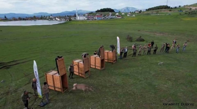 MESUDİYE'YE 9 KIZIL GEYİK DAHA SALINACAK