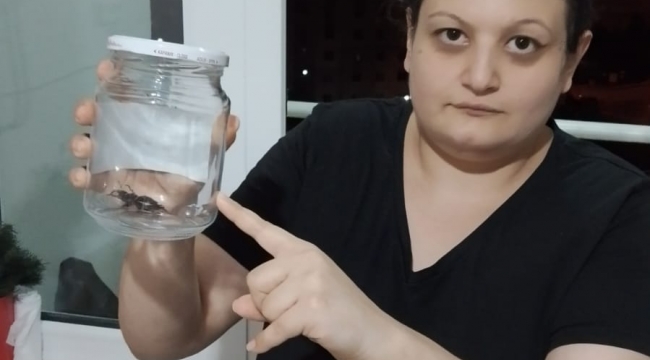 Nesli koruma altındaki geyik böceği, ordu da görüldü