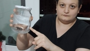 Nesli koruma altındaki geyik böceği, ordu da görüldü