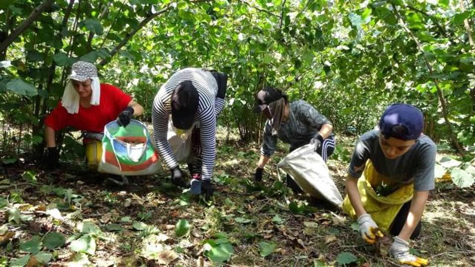 Ordu'da Fındık Yevmiyesi Açıklandı