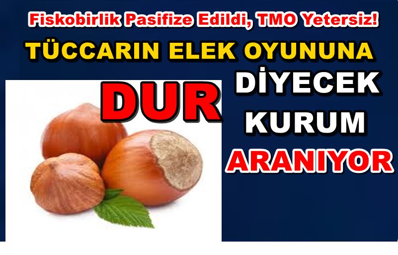 Fındığın Gölgesinde Direniş: Türkiye’de Fındık Üreticisinin Sessiz Mücadelesi...