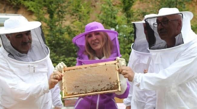 Kafkas arısının gen merkezi Artvin'de ilk bal sağımı yapıldı: Yüksek rekolte bekleniyor 