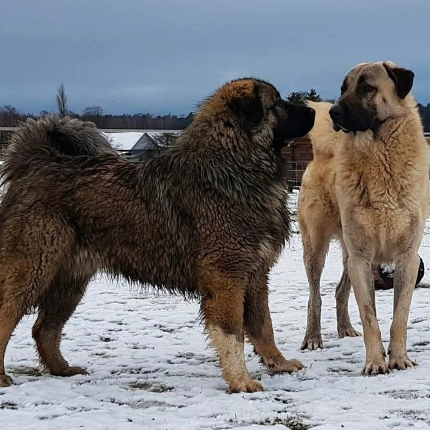 Karslılar ile Sivaslılar karşı karşıya Kafkas mı, kangal mı?