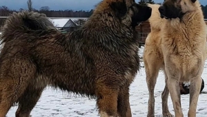 Karslılar ile Sivaslılar karşı karşıya Kafkas mı, kangal mı? 