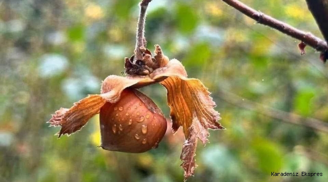 40 YILDIR AYNI TERANE!