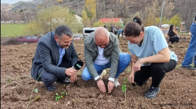 MESUDİYE'NİN İLK TIBBİ AROMATİK BİTKİ YETİŞTİRİCİLİĞİNİ GENÇ BİR KADIN BAŞLATTI