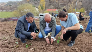 MESUDİYE'NİN İLK TIBBİ AROMATİK BİTKİ YETİŞTİRİCİLİĞİNİ GENÇ BİR KADIN BAŞLATTI