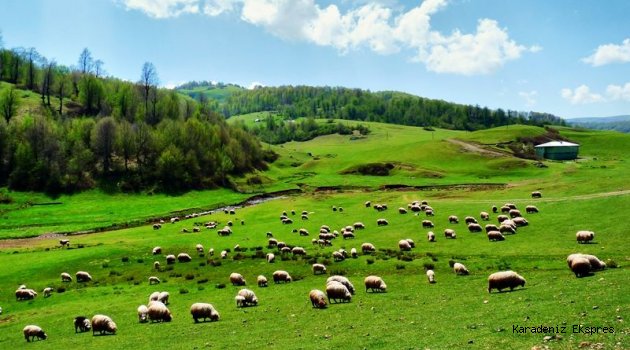 300 Koyun Projesi, Haziran 2019'da sona eriyor