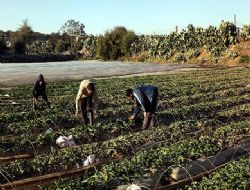 Erken uyarı sistemi projesiyle çiftçiler önceden haberdar edilecek