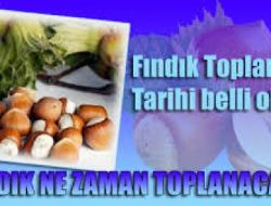 Orduda Fındık Toplama Tarihi Belli Oldu