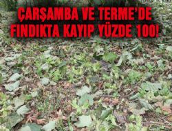 Çarşamba ve Terme'de Fındıkta Kayıp Yüzde 100