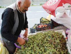 Yaş Fındık 15 TL'den Satışa Çıktı