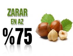 Fındıkta Zarar En Az %75