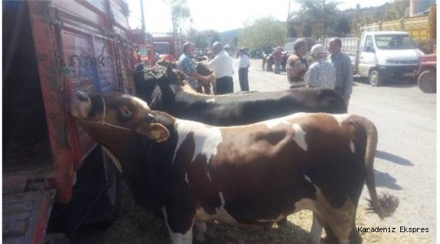 Alaplı ilçesinde kurban kesim yerleri belirlendi