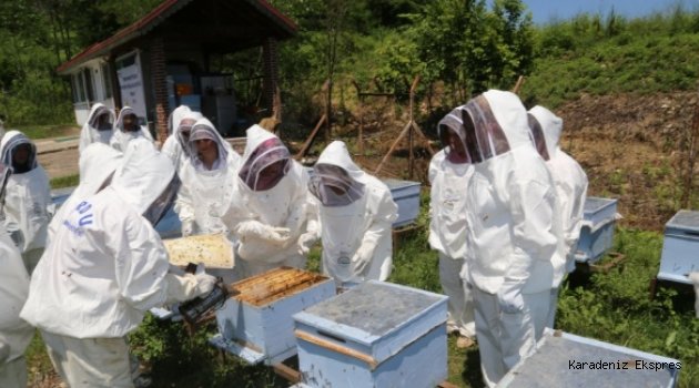 Arılarda "varroa" hastalığı üreticileri düşündürüyor