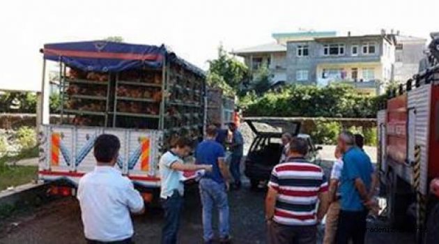 Artvin'de çiftçilere tavuk dağıtıldı
