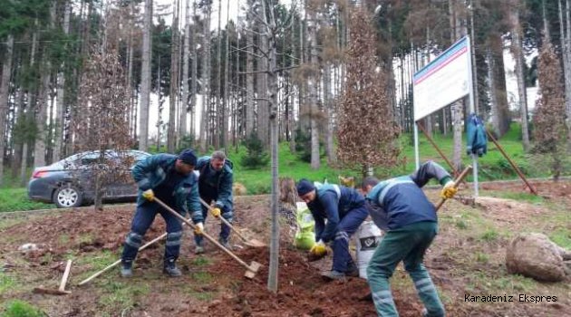 Atatürk Köşkü Ormanı'na yeni fidanlar dikildi