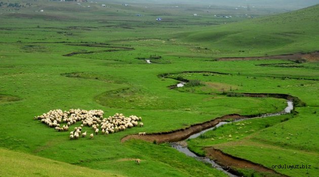 BİR GEZİ BLOGGER'ININ KALEMİNDEN PERŞEMBE YAYLASI