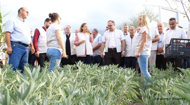 Düzce'de tıbbi ve aromatik bitkilerin ilk hasadı yapıldı