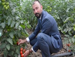 En büyük sera Tosköy'de kuruldu
