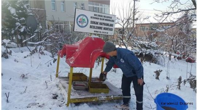 Ereğli'de sokak hayvanları için yem bırakıldı
