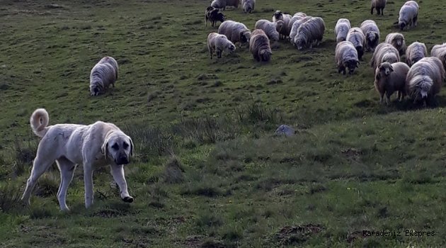 'Et baronlarını durdurun'... Et ithalatının önünün açılması için düğmeye basıldı!