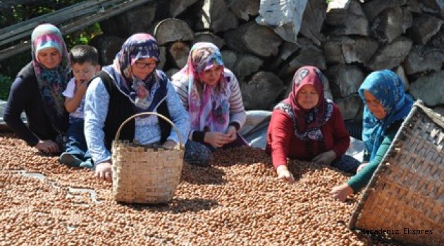 Fındık fiyatı konusunda üreticilerin şikayetleri var