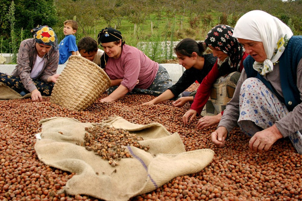 FINDIK FİYATLARI ÜRETİCİYİ MAĞDUR ETMEYECEK ŞEKİLDE BELİRLENMELİ