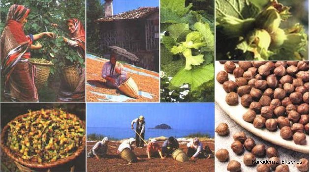 Fındık ihracatından 10 sezonda 18 milyar dolar gelir elde edildi