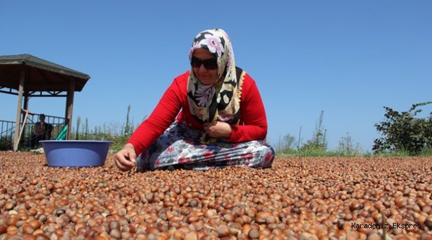 FINDIK İSTİKRAR ARIYOR!