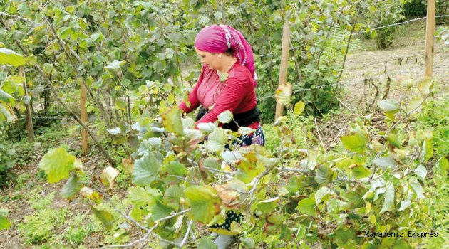 Fındık Konusunda üretici, tüccar, ihracatçı olarak sadece günü kurtarıyoruz