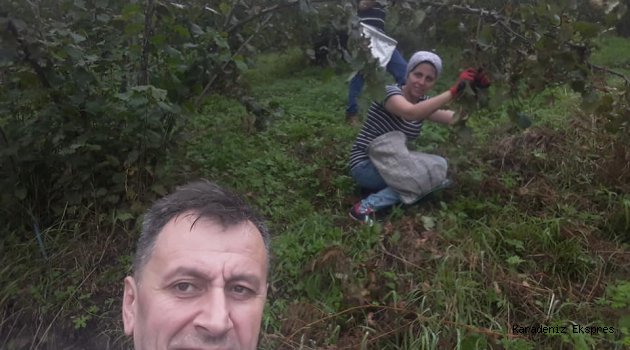 Fındık toplama bitti TMO’dan ses seda yok