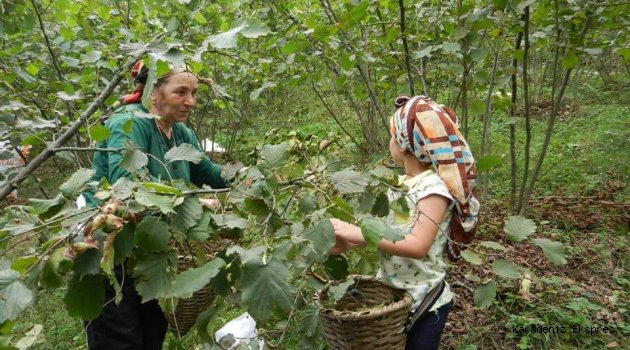 Fındık üreticileri taban fiyat beklentisini açıkladı