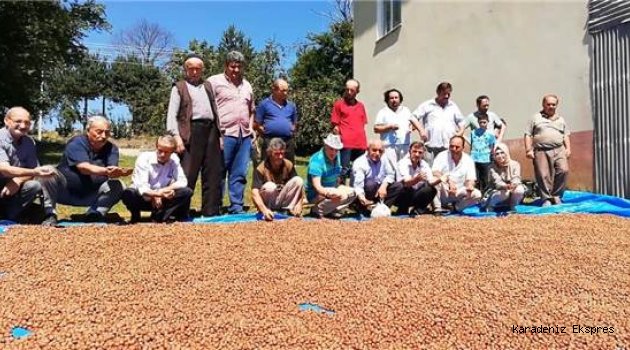 Fındık üreticileri TMO'nun devreye girmesinden memnun