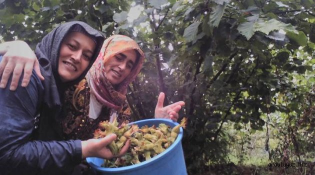Fındık üreticilerine 'TMO’yu bekleyin' tavsiyesi