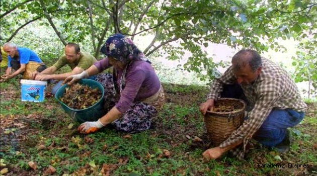 Fındık üreticisi isyanda: Bizi düşünen yok!