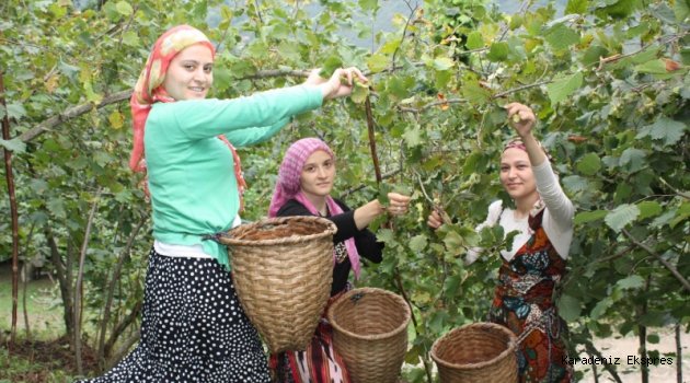 Fındıkta birim alandan en fazla verim alacak yöntem için çalışıyoruz