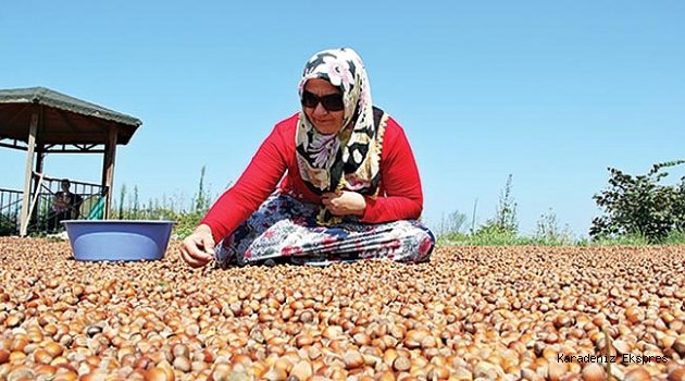 Fındıkta fiyatı 'Gong' belirleyecek!