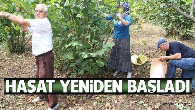 Fındıkta hasat yeniden başladı