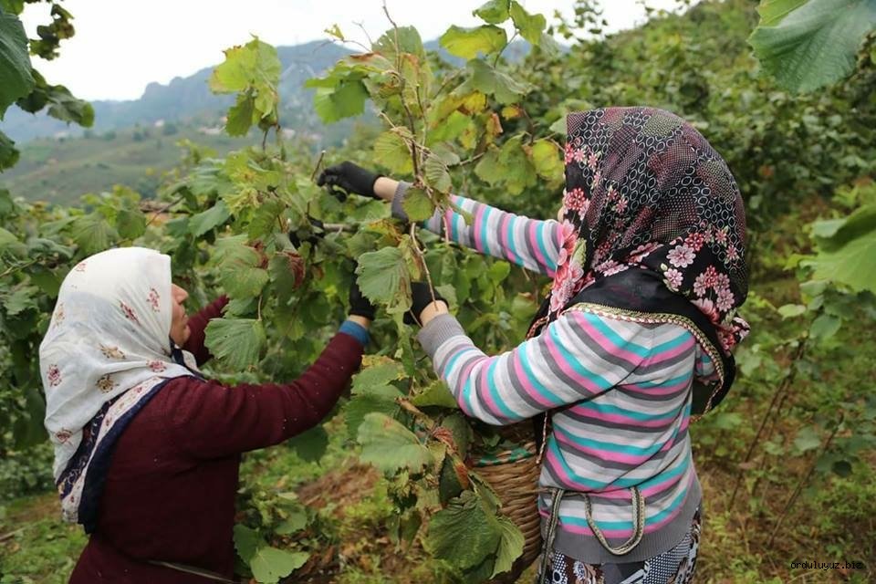 Fındıkta hasat zamanı Türkiye için ne anlama geliyor?