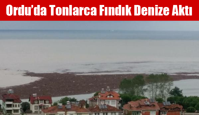 Fındıkta muhtemel zarar 600-700 ton civarında