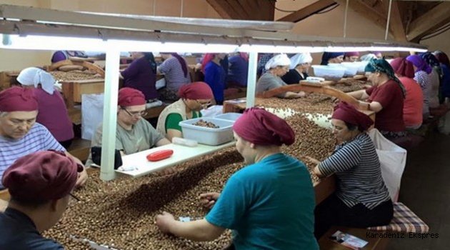 Fındıkta rekor Trabzon'un