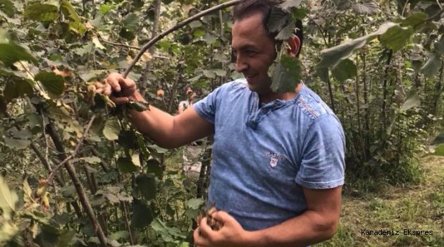 FİSKOBİRLİK FINDIK ALIMINA BAŞLADI
