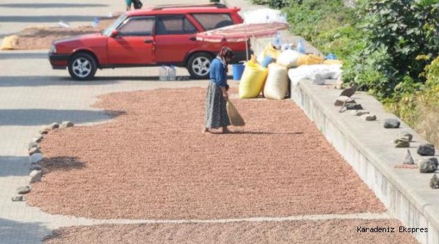 Harmanı Olmayan Üreticiler Fındığı, Karadeniz Sahil Yolu Kenarında Kurutuyorlar