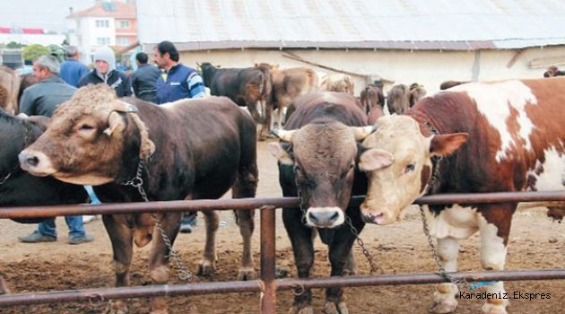 Hayvancılık alarm veriyor: ‘Sektörden çıkmak isteyen mezbahalara koşuyor’