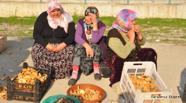 İnebolu'da Kanlıca mantarı 10 liradan satılıyor
