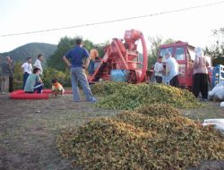 Fındık İşçileri ve Patoz Ücretleri Açıklandı