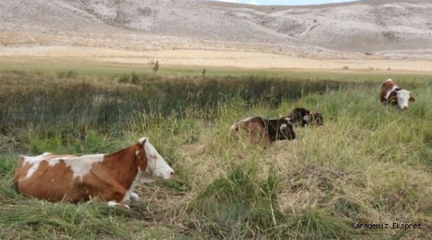 İthal Hayvanlar Kontrol Edilemiyor: Kayseri’de İki Mahalle Karantinaya Alındı